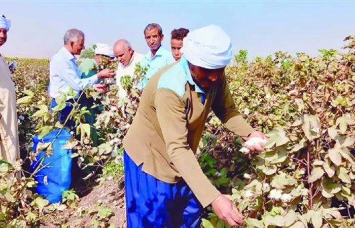 القطن الليلة «مش عيده»