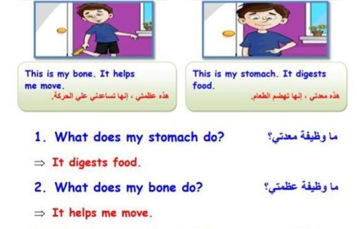 مراجعات نهائية.. 24 سؤالا اللغة الانجليزية في 4 ورقات لـ الصف الثالث الابتدائي